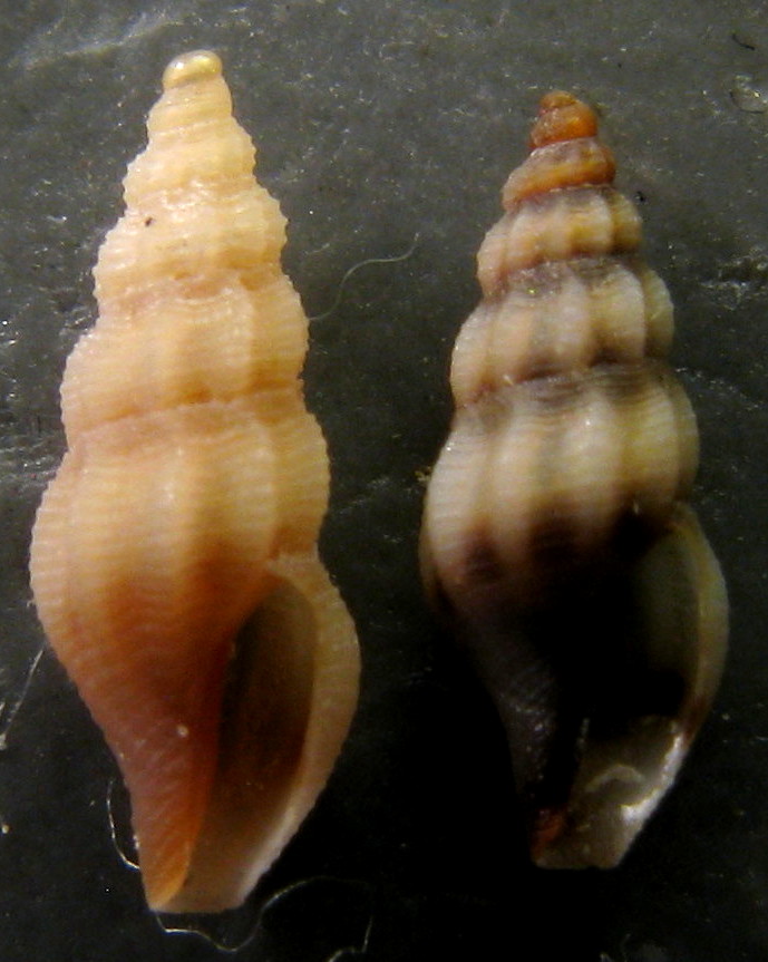 Bela taprurensis